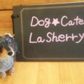 Dog★Cafe La Sherry