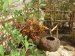 千葉　八千代市　季緑園（きりょくえん）造園　植木　お庭管理