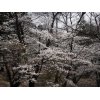 足利公園のさくら　満開間近です