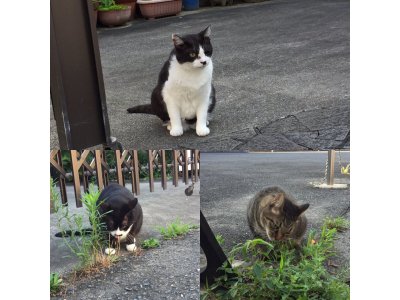 おはようございます。きょうも元気な笑顔で頑張りましょう。