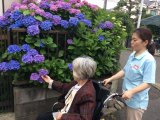 紫陽花(*^^*)
