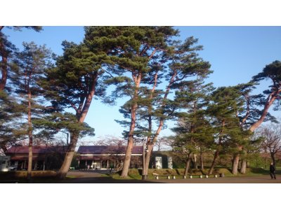明日はお休みです