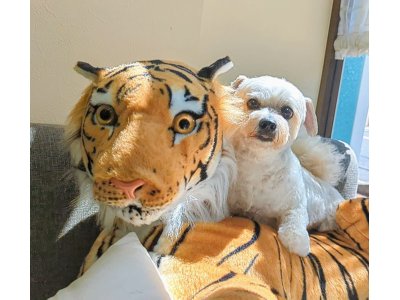 クーくん