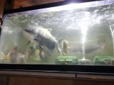 照明に悩む