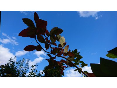 今日の試合は・・