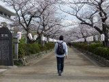 鎌倉のだんかずらの桜もきれいですよ
