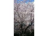 桜(*^_^*)満開