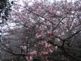 寒桜の花