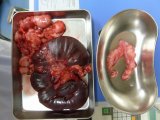 ウサギの子宮内膜静脈瘤と子宮腺癌と手術【大阪府堺市の動物病院】