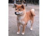 日本犬保存会の、春季大会には、出場しなかったのですが、次の候補犬です。