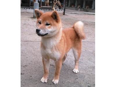 日本犬保存会の、春季大会には、出場しなかったのですが、次の候補犬です。