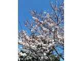 春、桜満開です。