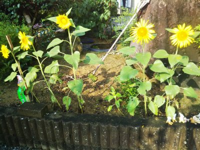 朋有り、遠方よりきたる