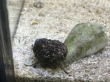 ヤドカリ