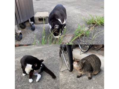 おはようございます。今週もハッピーな笑顔で頑張りましょう。