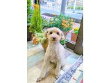 アグちゃん