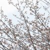 錦ヶ丘公園のさくら咲き始めました！