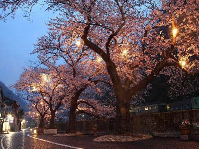 温海川河畔の桜並木のライトアップ