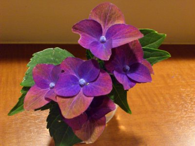 根性