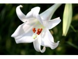 白い妖精、タカサゴユリの花