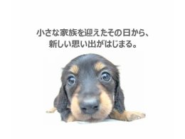 【クーポン1※】サマーキャンペーン☆子犬8万円でご紹介！！
