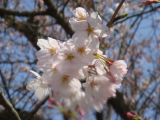 桜咲き、そして、新学期スタート！！