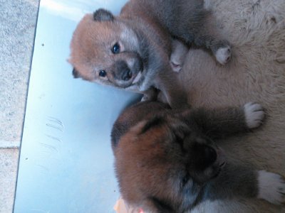 子犬達、全員、すくすく成長しています。