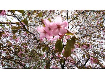 明日から4連休です