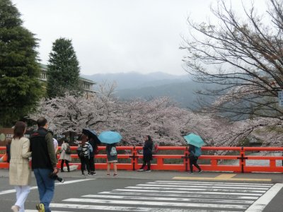 京の桜情景写真特集（DUKEのいちおし写真）