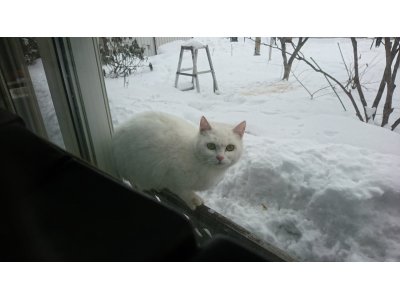 また野良猫