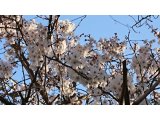 阪急嵐山線沿いの桜