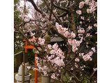 平成最後の梅を愛で、宣誓に至る。