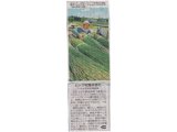 沖縄県夏の訪れ：藺草の収穫本格化