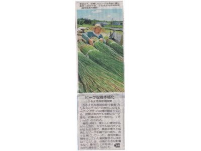 沖縄県夏の訪れ：藺草の収穫本格化