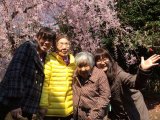 垂れ桜