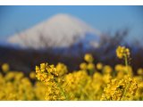 吾妻山の菜の花と富士山