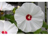 白く輝くアメリカフヨウの花