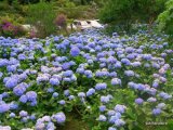 綺麗な紫陽花の花：よへなあじさい園