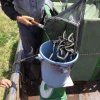 案山子の設置について。