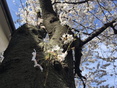 桜満開