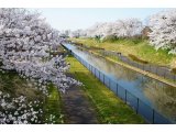 新潟百景「鷲ノ木桜遊歩道公園」