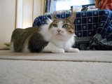 本猫は至って真面目なのです