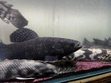 NO.2 お客さんの水槽から