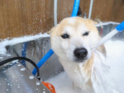 ギンくん