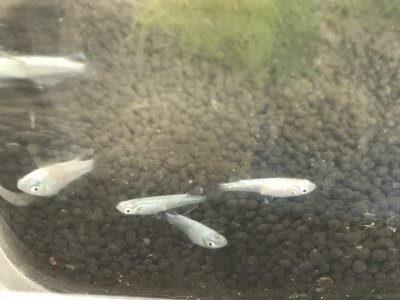 ブルー