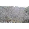 奈良公園の梅林散策