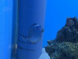 ミヤコテング