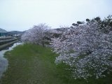 南関店の裏にある南関高校前で桜が満開です。（＾＾）ｖ