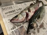 つまらない月?
