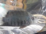 最新入荷魚